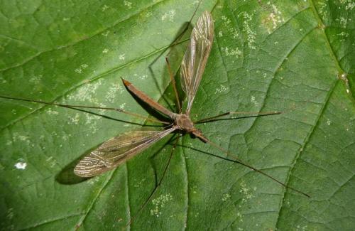 Tipula fulvipennis